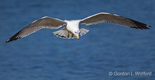 Gull In Flight_25097.jpg - Ring-billed Gull (Larus delawarensis) photographed at Ottawa, Ontario, Canada.